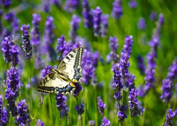 Esplorando la Valle d’Aosta: un viaggio tra Natura, Storia e Cultura