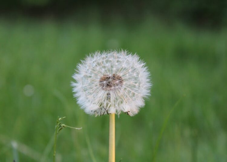 L’Europa si muove verso uno standard unico per le emissioni dei trasporti: un passo strategico per competitività e sostenibilità