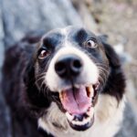 Ryanair animali a bordo